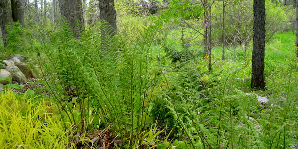 Ferns